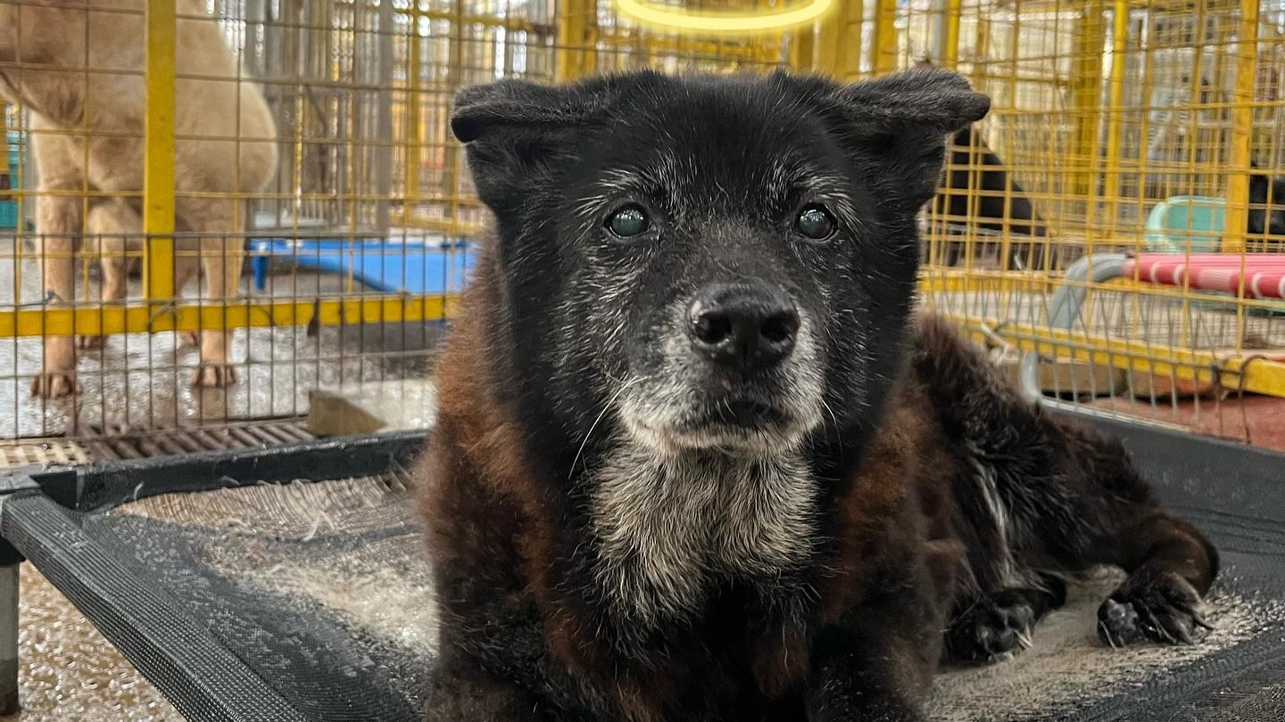 流浮山狗場遭不明貨車堵塞出入口。（fb「Kelly Animals Shelter - KAS 」圖片）