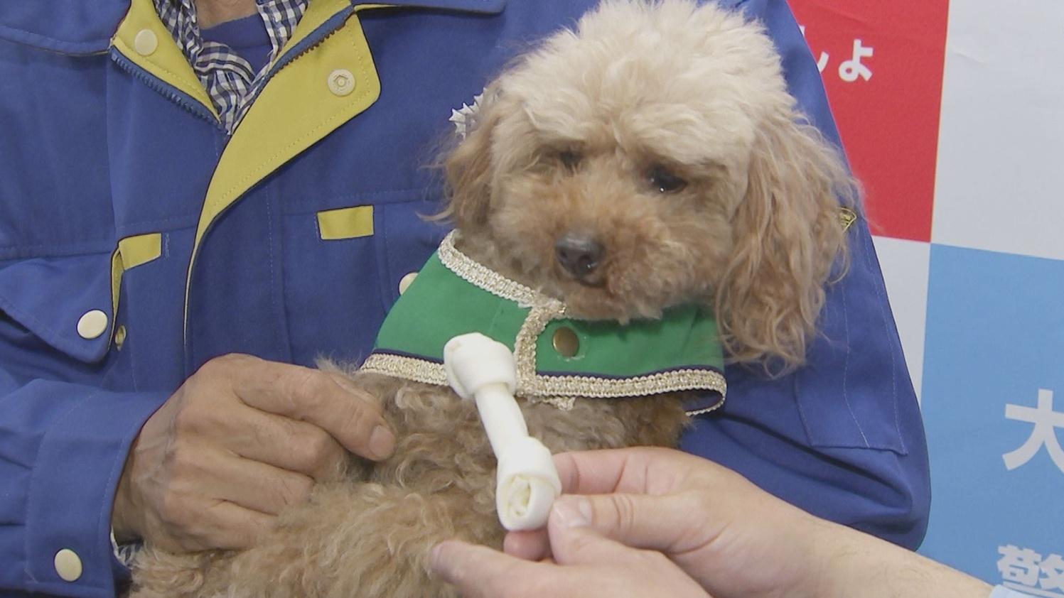 日本警犬艾利因為協助搜索失蹤長者有功受表揚。(TBS電視台)