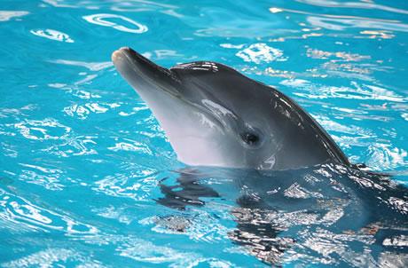 印度太平洋樽鼻海豚可達230公斤。  (海洋公園資料圖片)