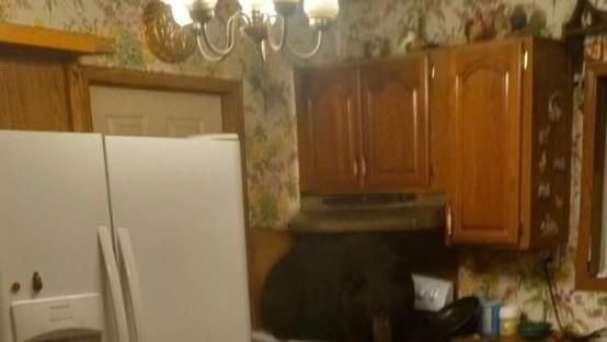 黑熊凌晨從天花板掉落，待在焗爐上。(互聯網)