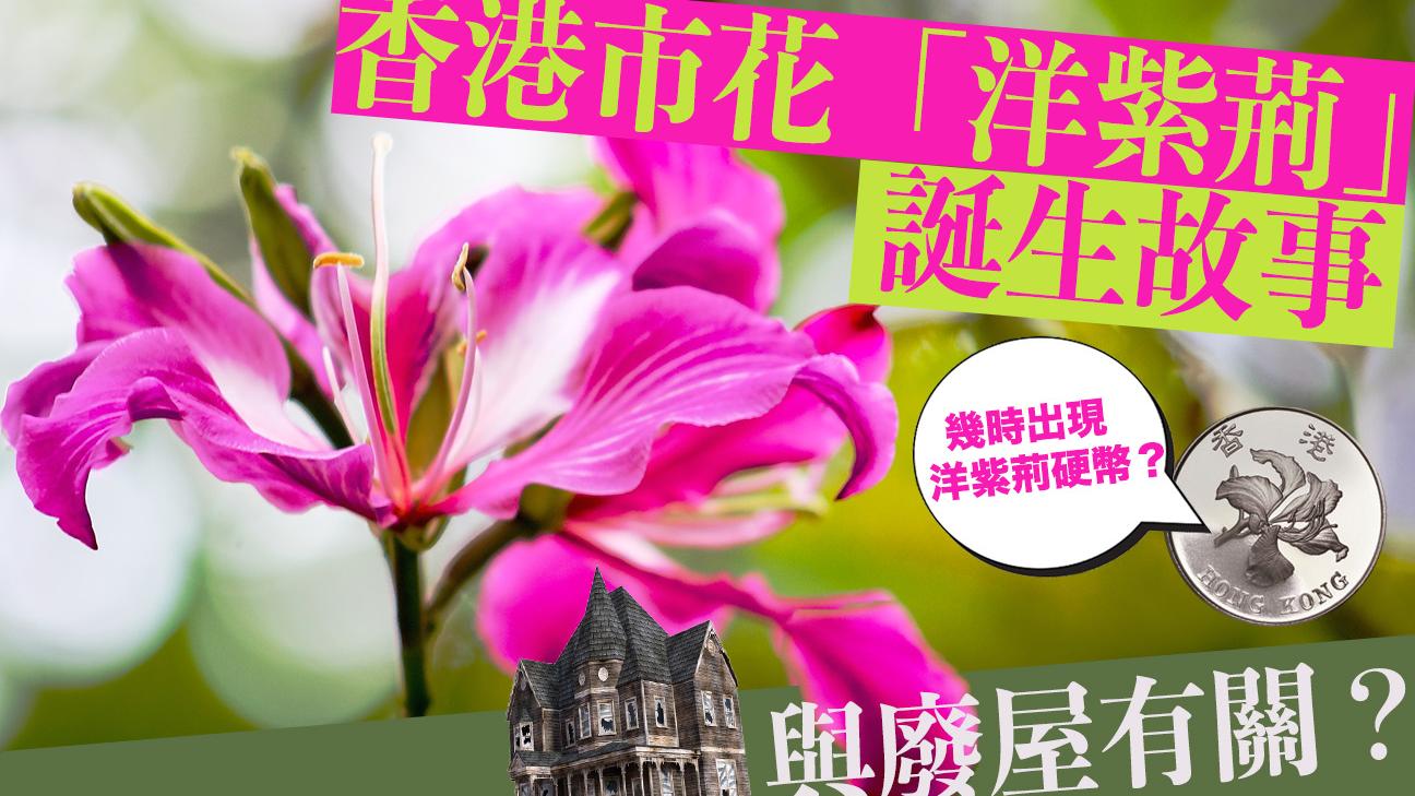 香港市花「洋紫荊」誕生故事　與廢屋有關？