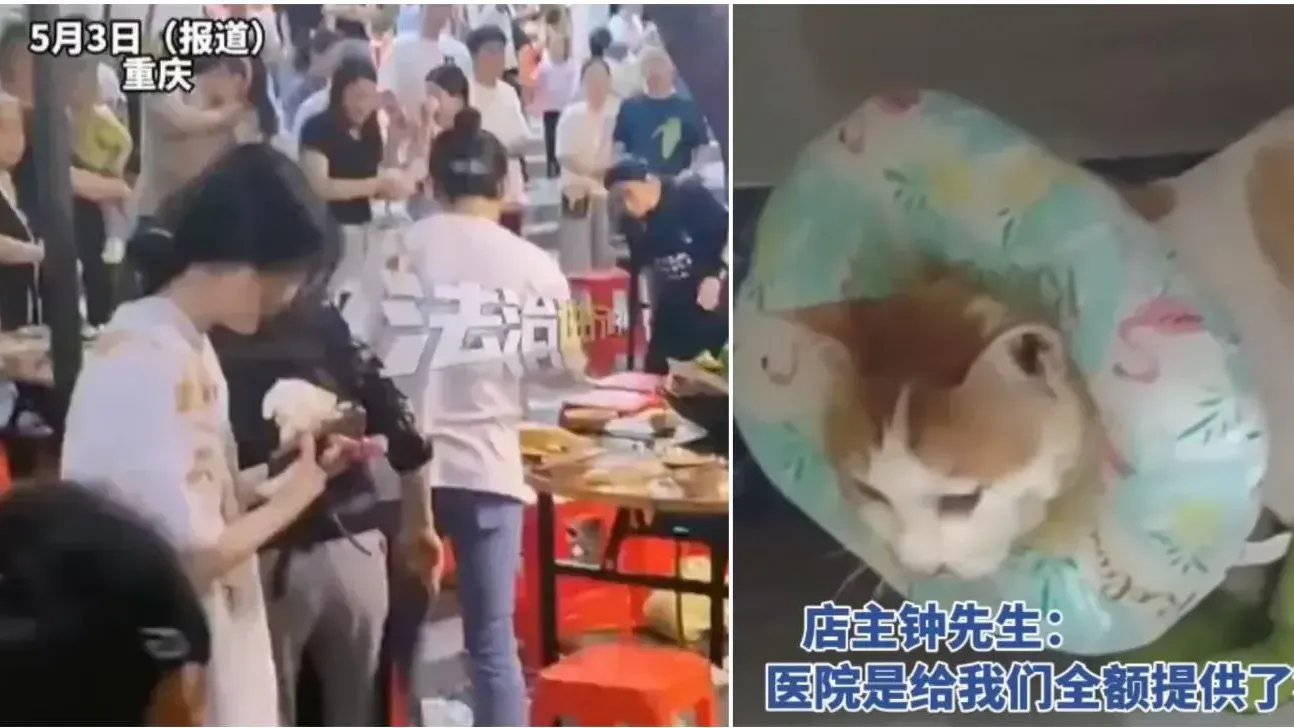 重慶野貓意外墜入麻辣火鍋濺傷9人　最終傷情惡化不治離世