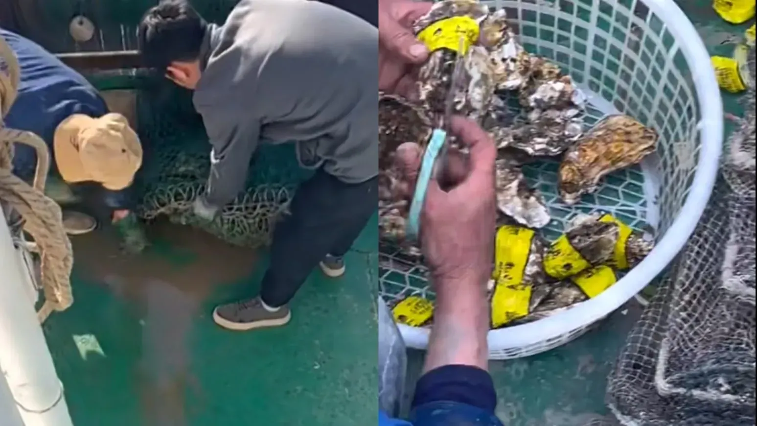 河北打撈船出海打撈生蠔　自帶水產標籤惹網民爆笑
