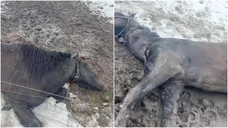 被凍死的馬匹。（圖/翻攝《鳳凰網》）