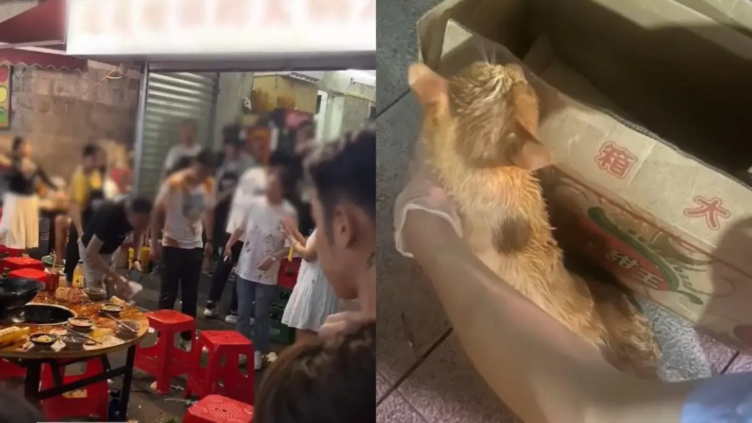 重慶流浪貓跌落火鍋濺傷9人　遇善心店主因禍得福
