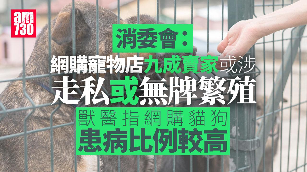 消委會｜網購寵物店九成賣家或涉走私或無牌繁殖　統計近半貓狗患病或不良