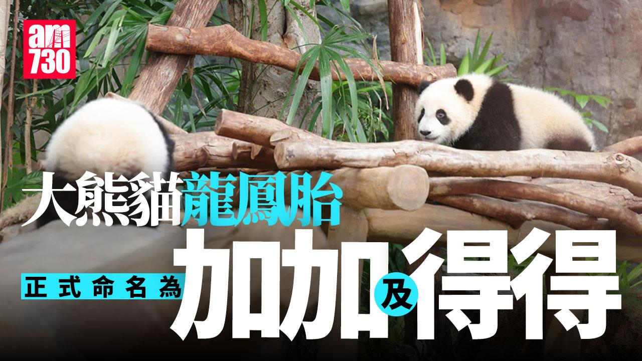 大熊貓龍鳳胎新名揭曉 家姐叫「加加」 細佬改名「得得」