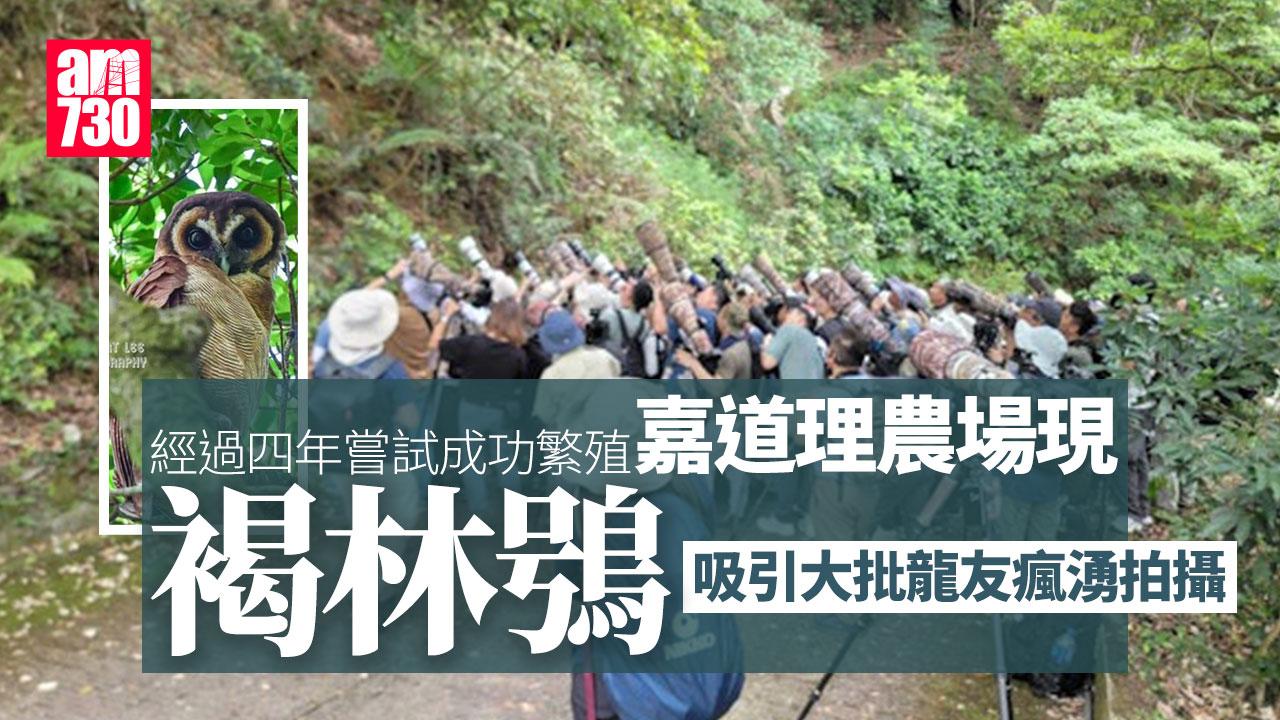 嘉道理農場成功繁殖褐林鴞 觀鳥愛好者湧入一睹幼鴞