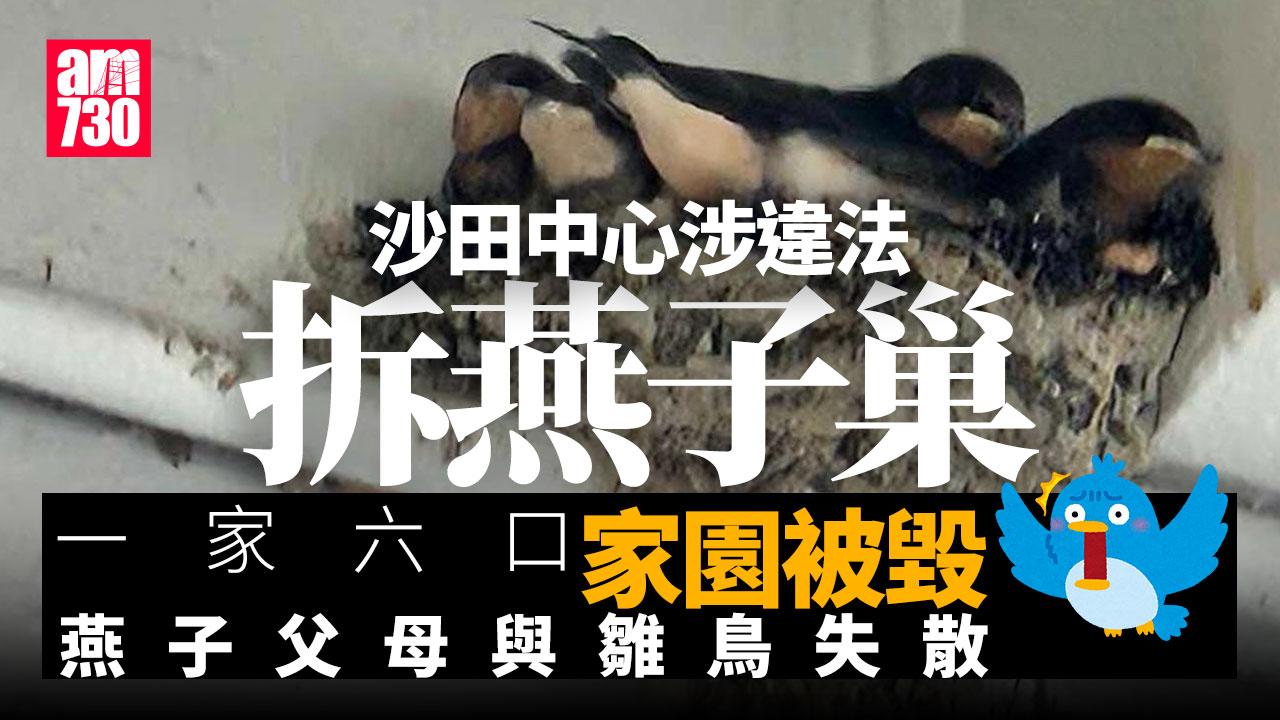 沙田中心涉違法拆燕子巢　燕子父母不斷飛回尋找失蹤雛鳥