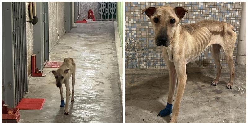 愛民邨信民樓出現一隻身形瘦削「皮包骨」、前腳包紮的狗隻在樓層上址徘徊。(圖片來源：FB@愛民南北/FB@走失協尋香港 LOST AND FOUND (HONG KONG))