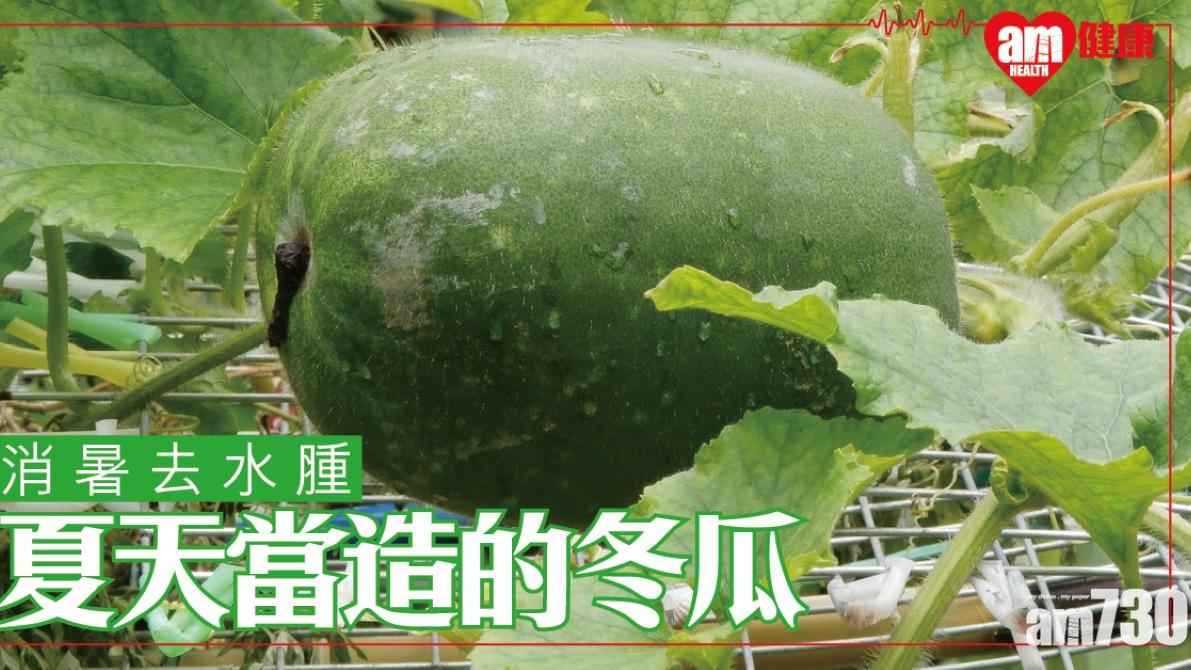 冬瓜功效｜消水腫降血脂 清熱生津夏天最當造（am730製圖）