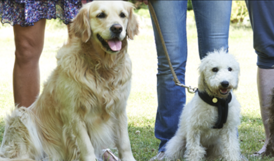食環署及漁護署均有就寵物主人清理狗隻在公共場所及街道排泄物的指引，僅建議飼主用紙張包裹狗糞，棄置於垃圾桶或專用收集箱，並以清水沖洗地面(漁護署圖片)