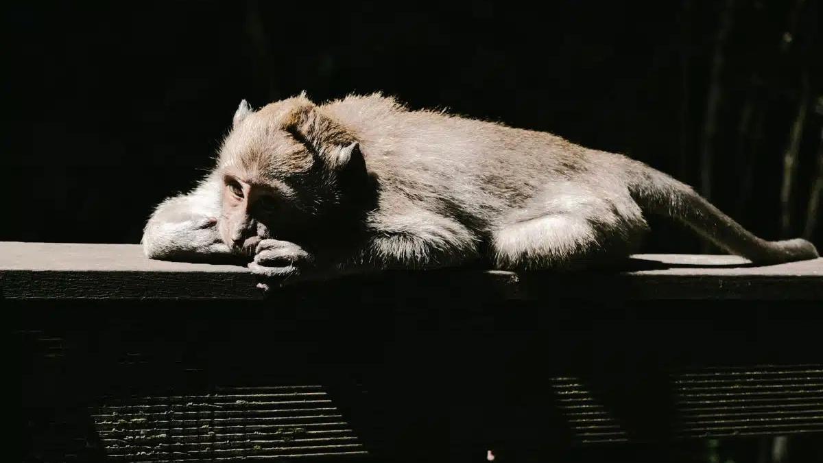 葵涌安蔭邨發現虛弱馬騮，消防愛協帶走救治。(非事件中猴子。網上圖片)