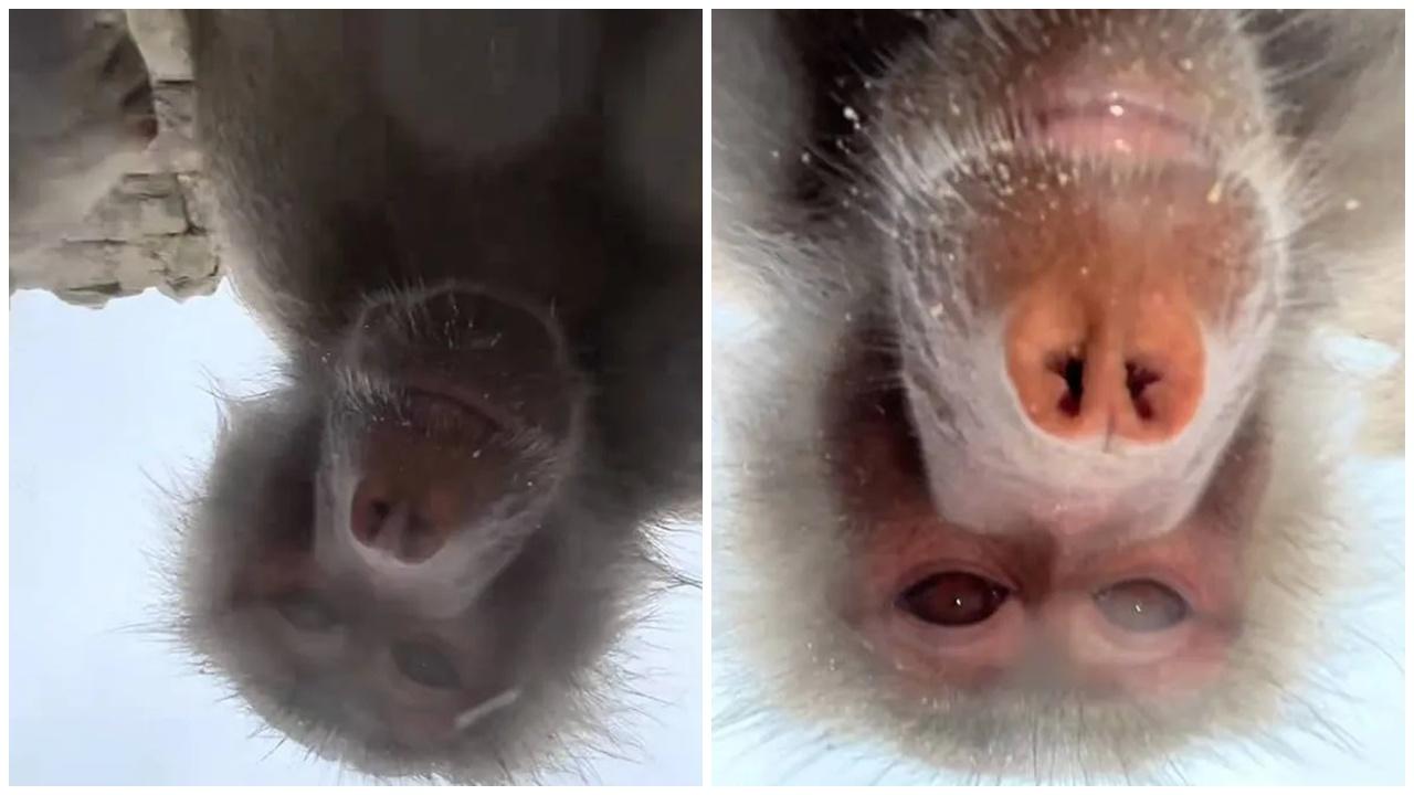 手機跌入動物園區，女機主iCloud收多條狒狒自拍片。(X)