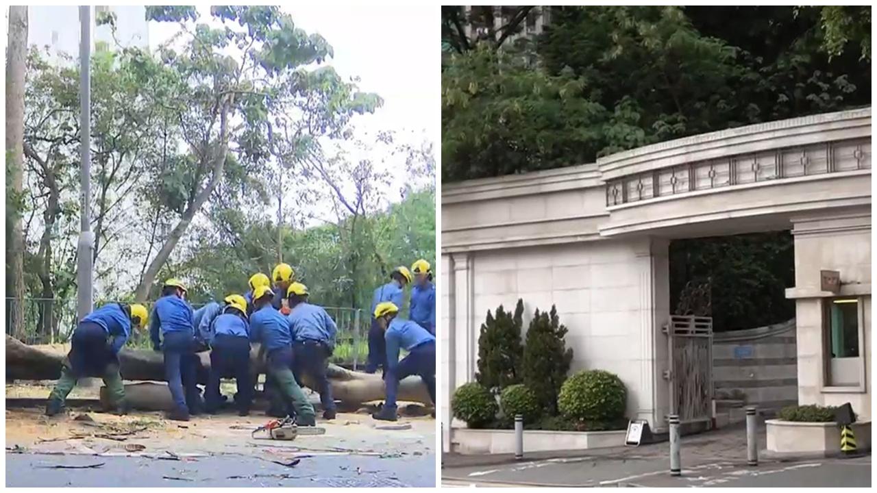 薄扶林10米大樹倒塌一度封行車線，何文田樹枝掉落擊中屋苑職員眼角送院。(有線新聞截圖)