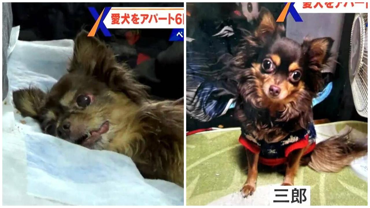 將19歲芝娃娃掟落街稱「讓牠好走」，可憐狗狗不死但癱瘓。(X)