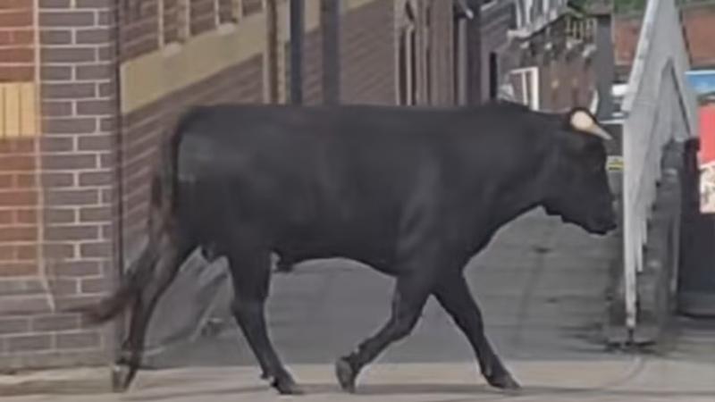 牛牛逃出屠宰場無助亂跑，獲動物中心安置將安享晚年。(X)