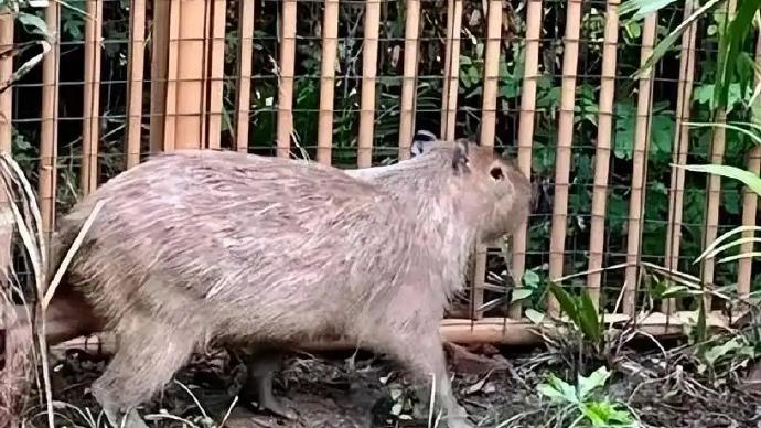 揚州水豚越獄2個月無瘦反變胖，飼養員：撈得相當唔錯。(微博)