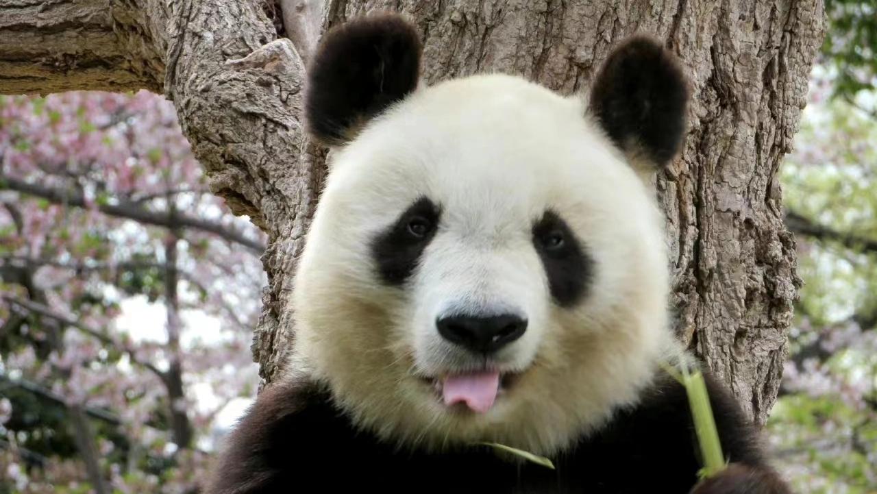 大貓熊，陪伴神戶20年「旦旦」已製成標本，將送回中國。(網上圖片)