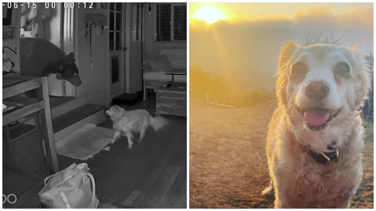 黑熊夜闖民宅搜刮，17歲老狗守護家園鼻貼鼻對峙畫面曝光。(IG)