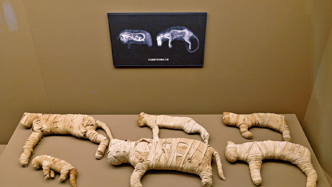 古埃及文明大展11月香港故宮登場 貓木乃伊 貓首女神像 有得睇