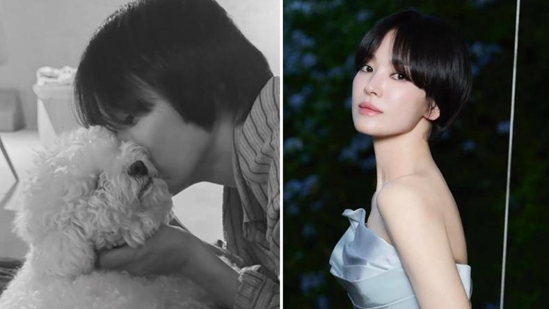 宋慧喬分享愛犬重聚照 大讚「龍母」艾美莉靚絕