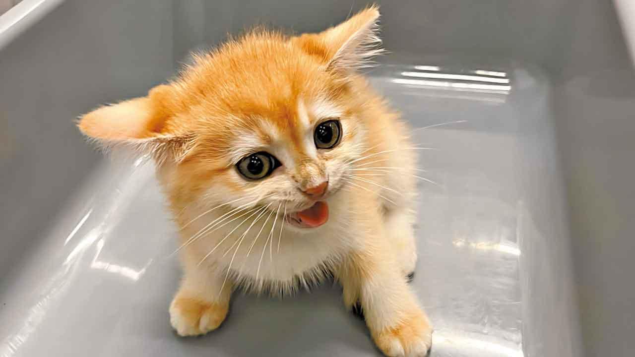 攜3幼貓犬經中英街進港 兩婦涉走私動物被捕