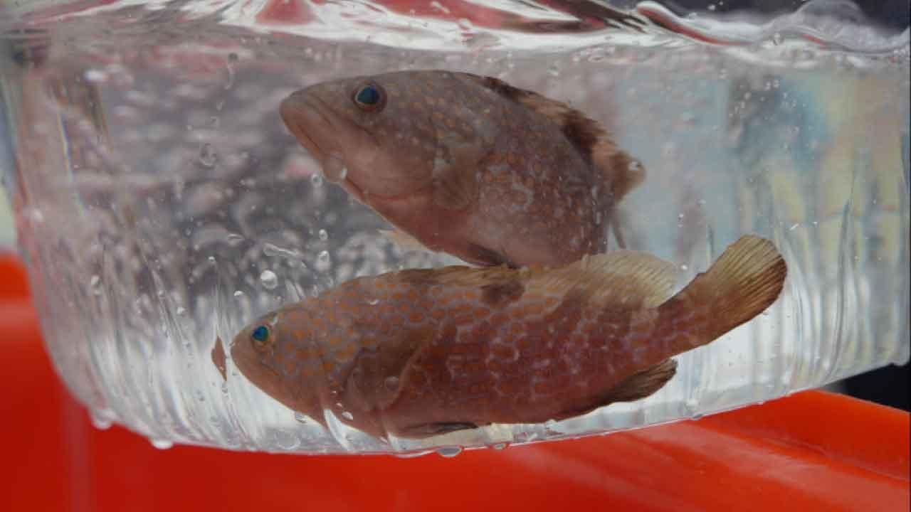 「全國放魚日」的體驗意義