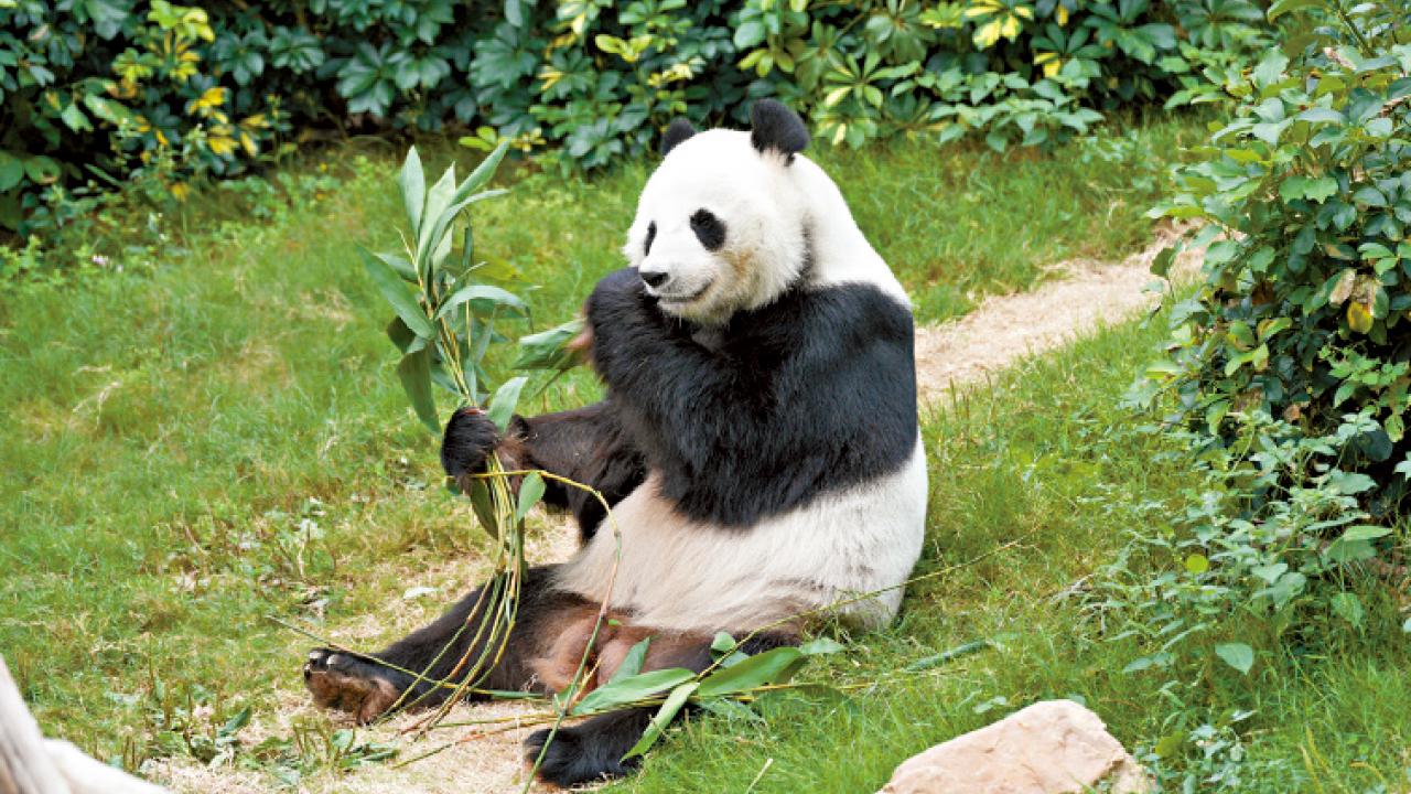 與大熊貓樂樂共慶父親節 玩遊戲有機獲特飲