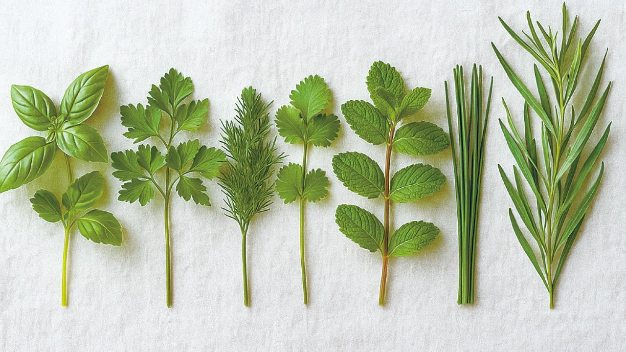 新鮮香草 整株善用