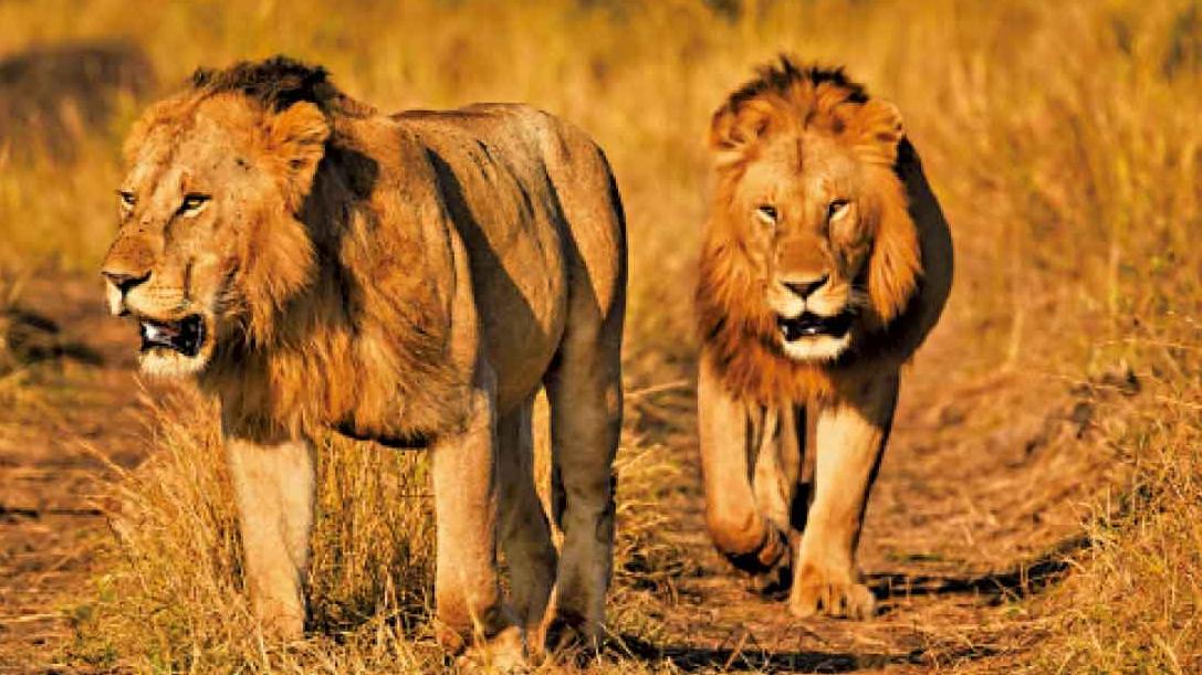 觀賞動物大遷徙 滿天繁星伴入夢