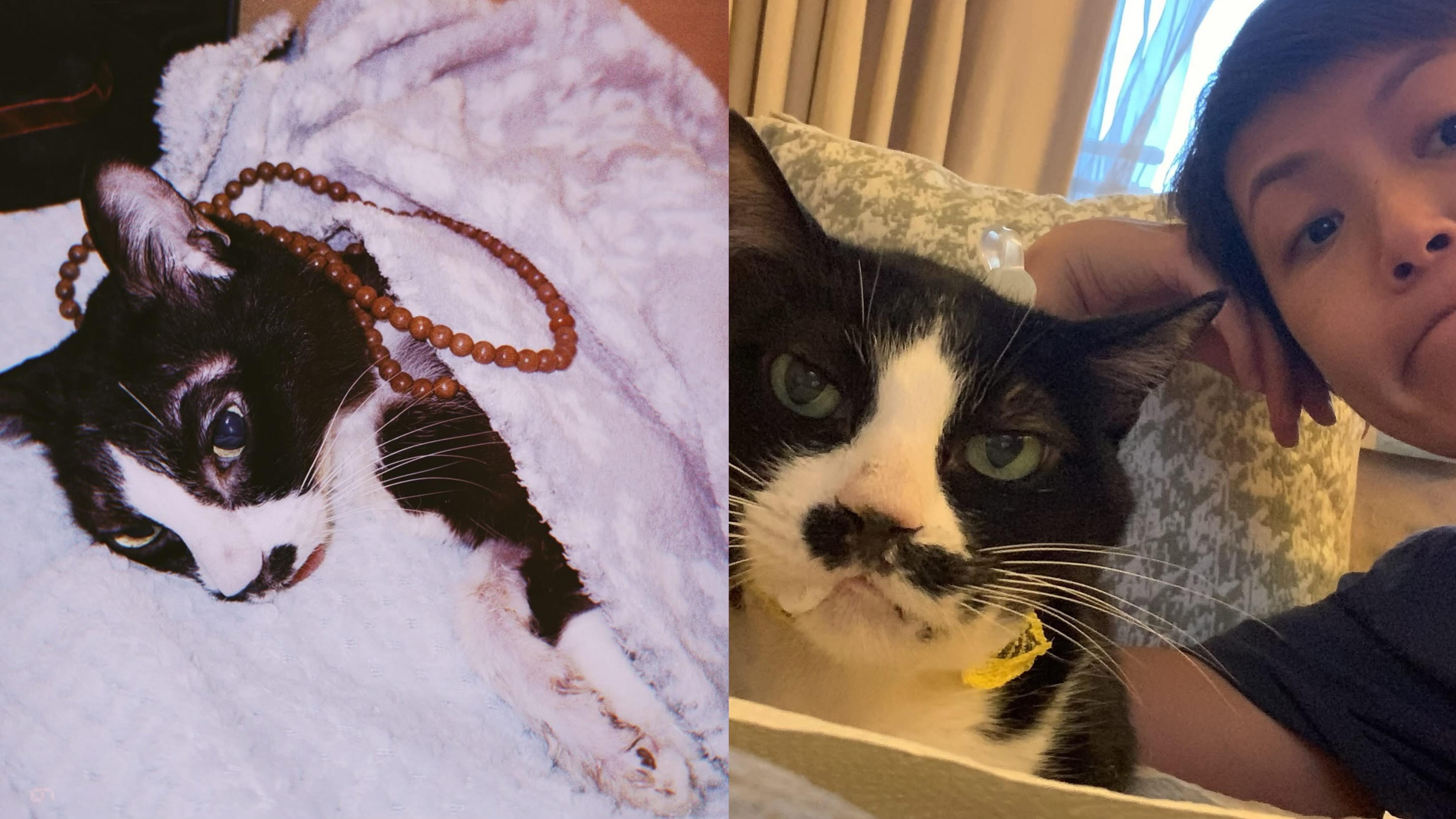 何韻詩愛貓下巴生癌搏鬥半年離世 感激陪伴上人生課：你教曉了我許多