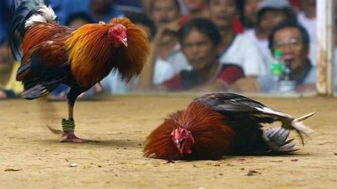 菲律賓的鬥雞賭博。(網上圖片)