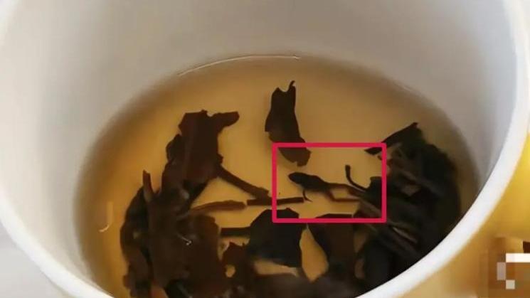 茶飲店驚見青蛙乾屍 事主嚇傻：差點喝下去