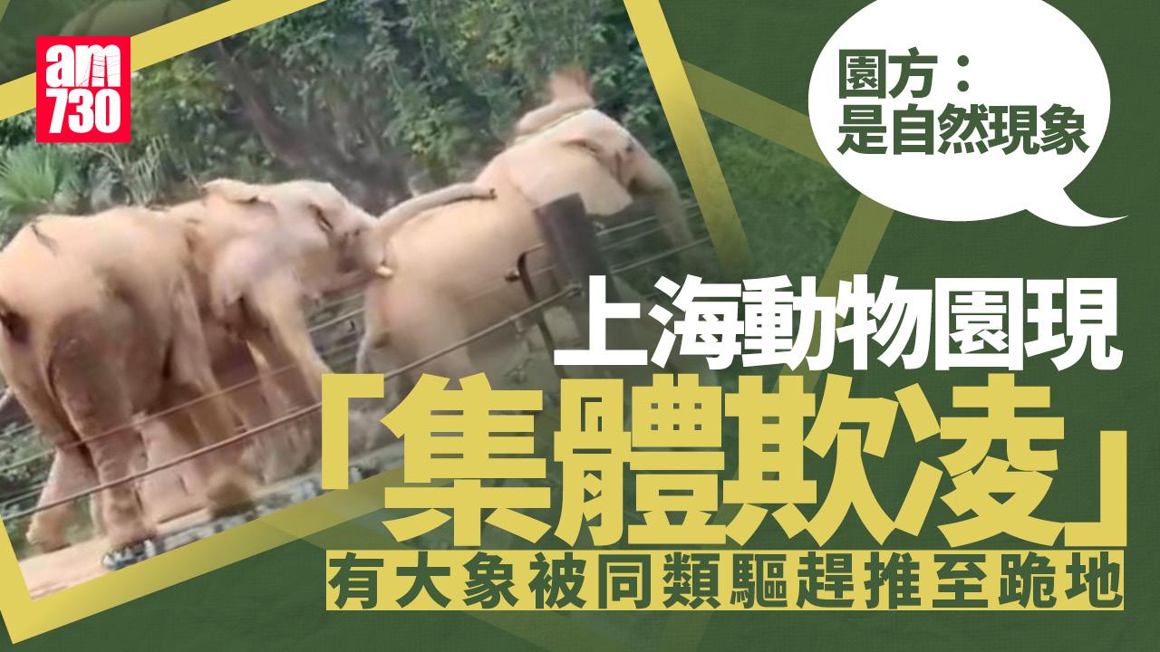 上海動物園傳大象被同類「集體欺凌」園方證實輕傷正恢復中