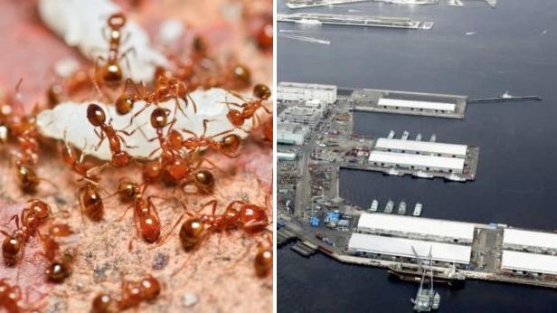 日本當局本月24日發現從中國廈門港運抵橫濱港山下碼頭(右圖)的貨櫃內約有2,150隻紅火蟻。(互聯網)