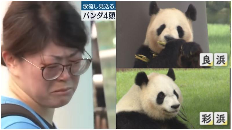 和歌山縣冒險大世界4隻大熊貓啟程返回中國。（圖／NNN）