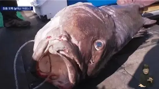 南韓今年5度捕獲稀有深海魚。