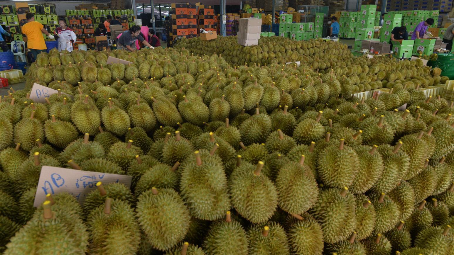 網上傳出多宗「榴槤家暴」事件，證實是造假。（圖/《新華社》）