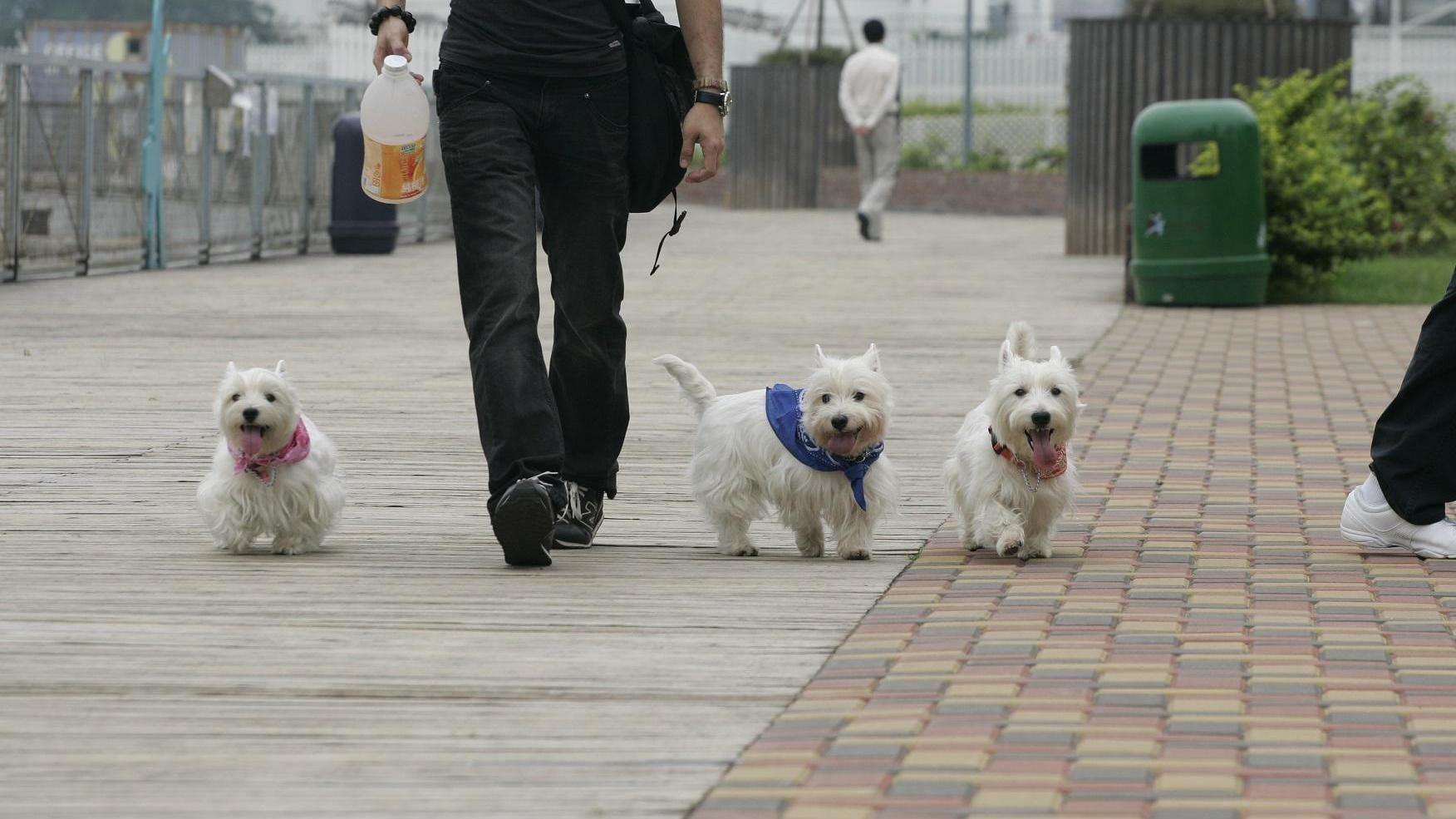 升級版旅遊保險計劃照顧人寵所需