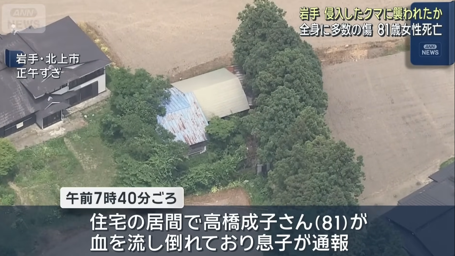 日本岩手縣發生棕熊闖入民居並襲擊人類的事件。(ANN新聞截圖)