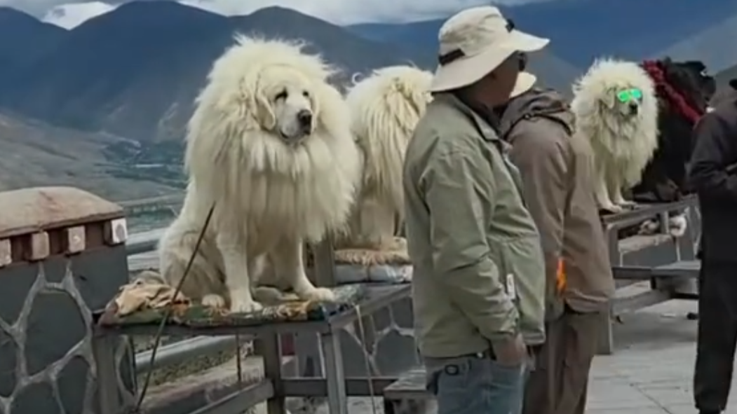 西藏景點付費與藏獒合照 遭遊客揭穿拉布拉多假扮