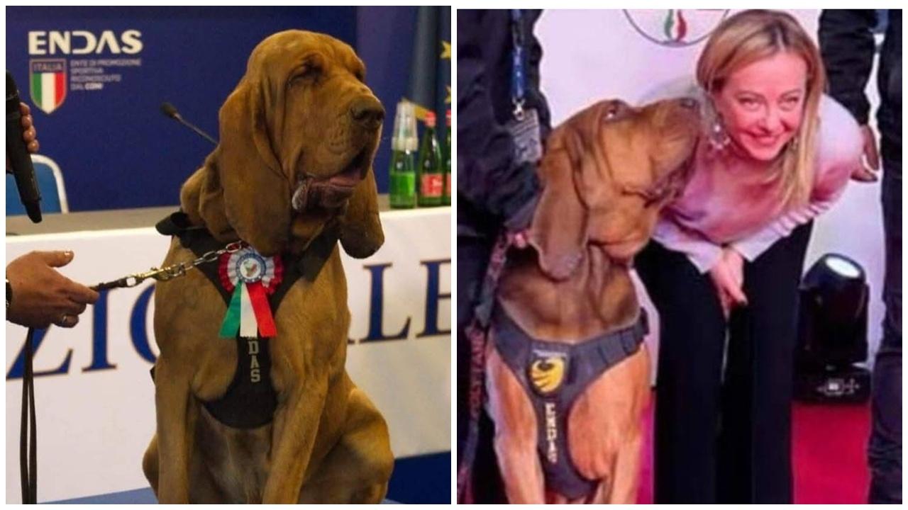 屢救人類警犬遭惡意投餵有釘香腸慘死，引發公憤連總理都發聲。(X)