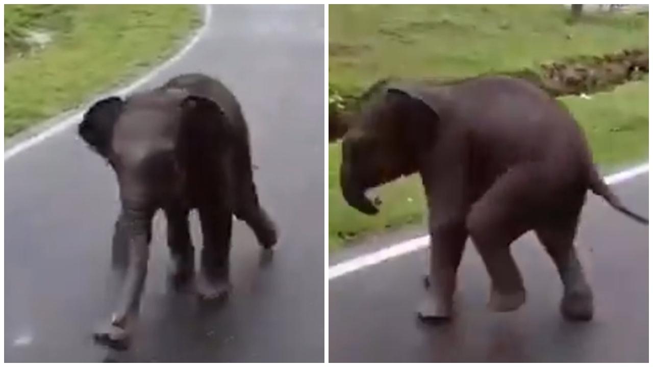 2個月大小象與媽媽走散，超萌攔車向人類求助。(X)