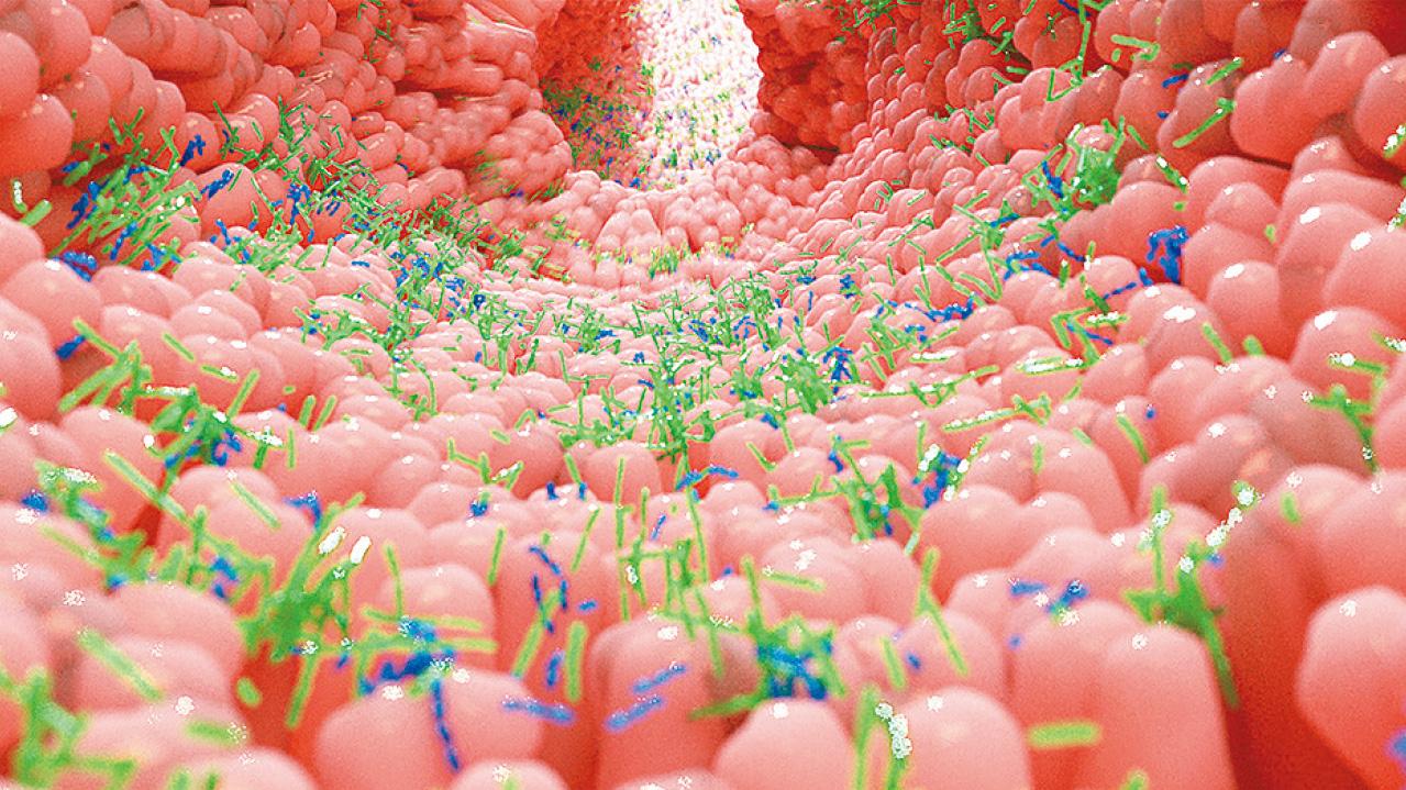 研究：腸道細菌 或是抗癌關鍵