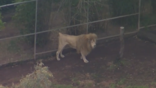 澳洲動物園獅子發狂 50多歲女子手臂遭咬斷