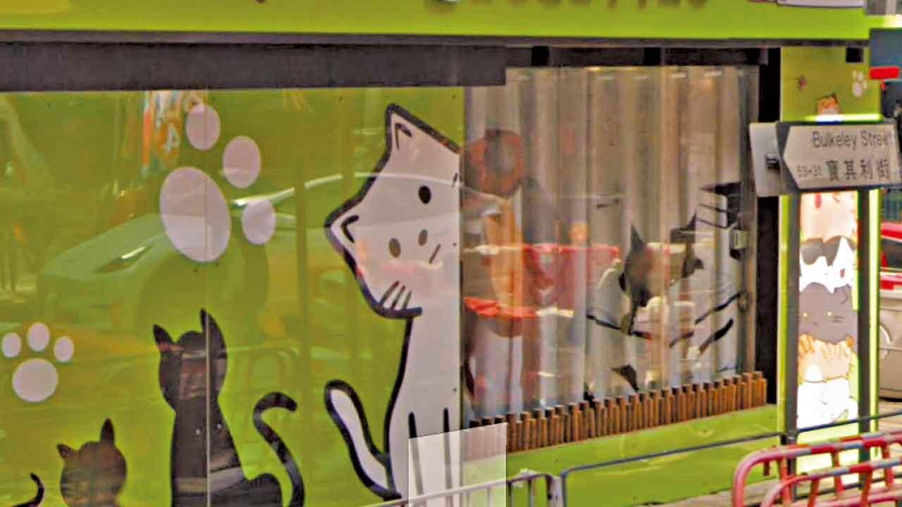 涉欠財務公司逾20萬 寵物店東主疑偷顧客貓抵債被捕