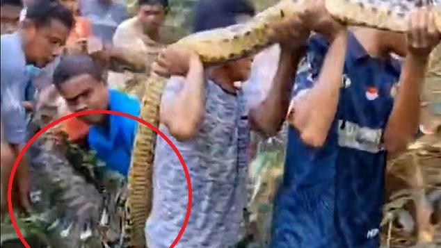 8.5米長蟒蛇肚脹脹 村民剖腹挖出失蹤男村民(有片慎入)