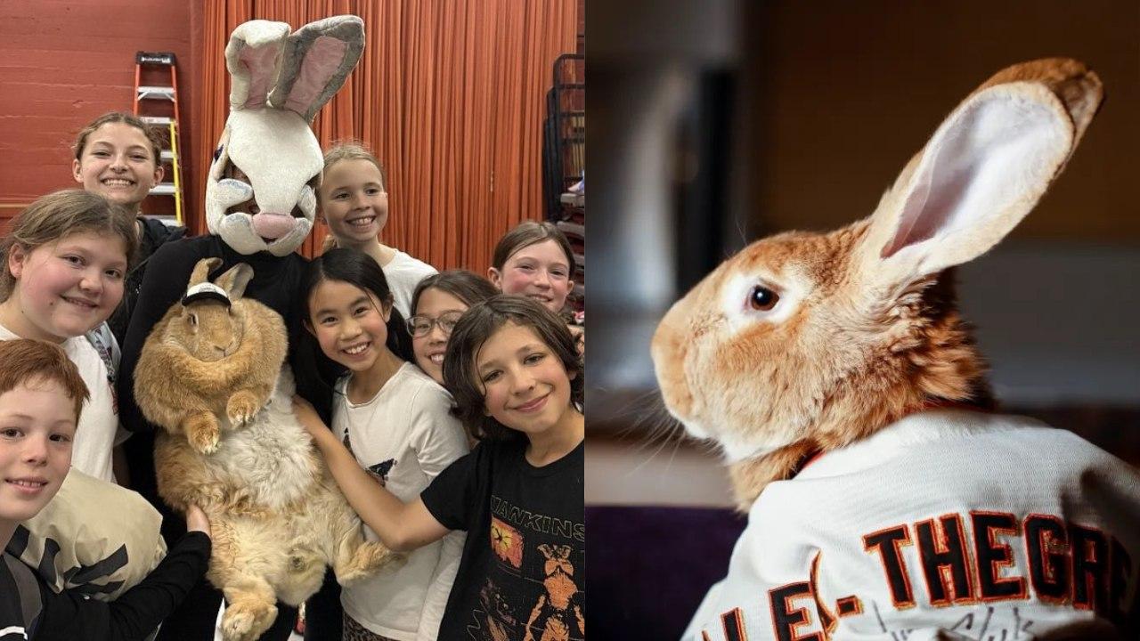 美知名治療兔Alex The Great癌症離世　生前活躍球場　巨人隊CEO表哀悼