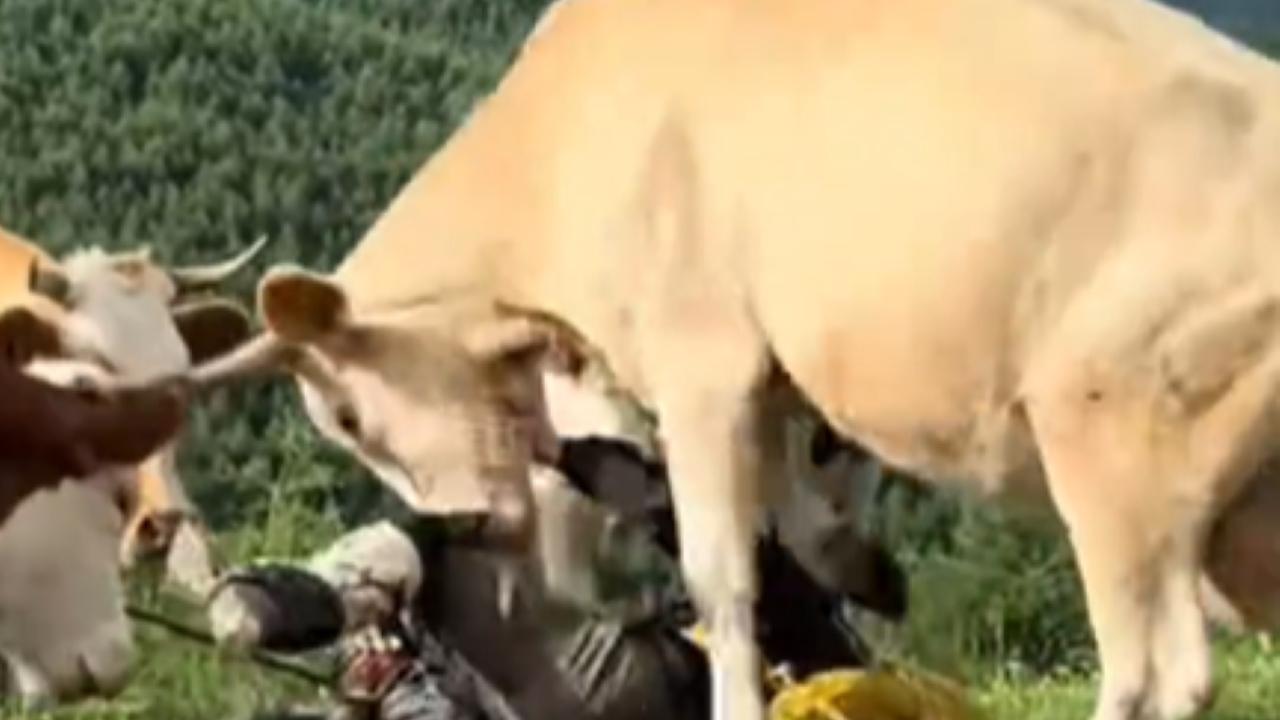 餵牛食牛肉乾兼用行山杖打屁股  遊客挑釁終被圍攻